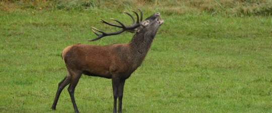 Rothirsch auf einer grünen Wiese bei der Brunft im Naturpark Schönbuch