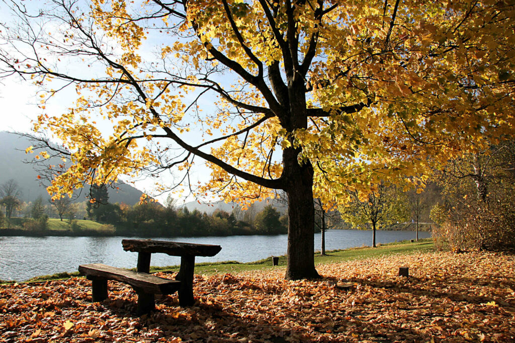 Sitzbank vor einem Fluss unter einem Baum mit gelben Blättern im Herbst