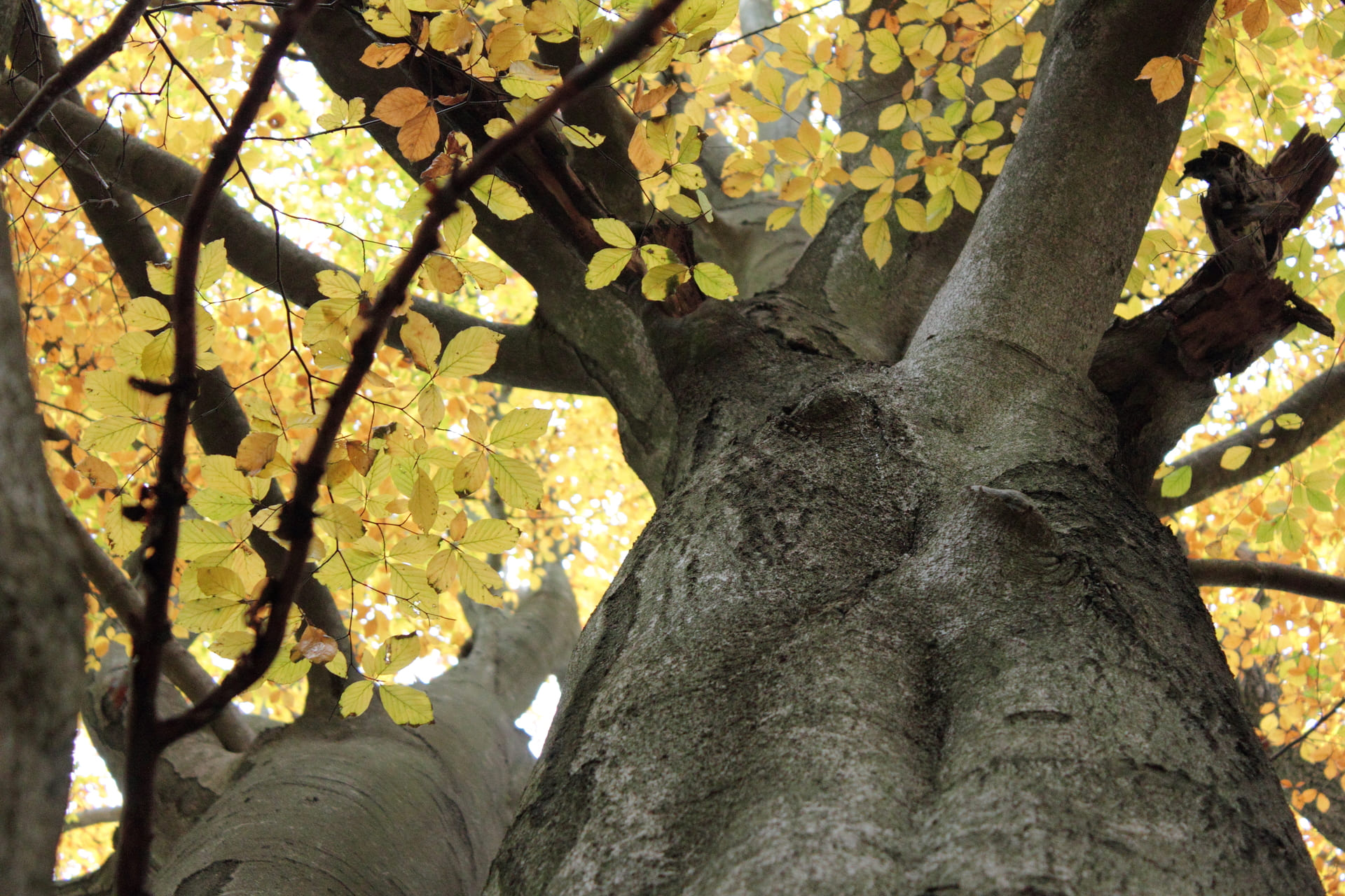 Blick nach oben in eine gelbverfärbte Buche (Herbst)