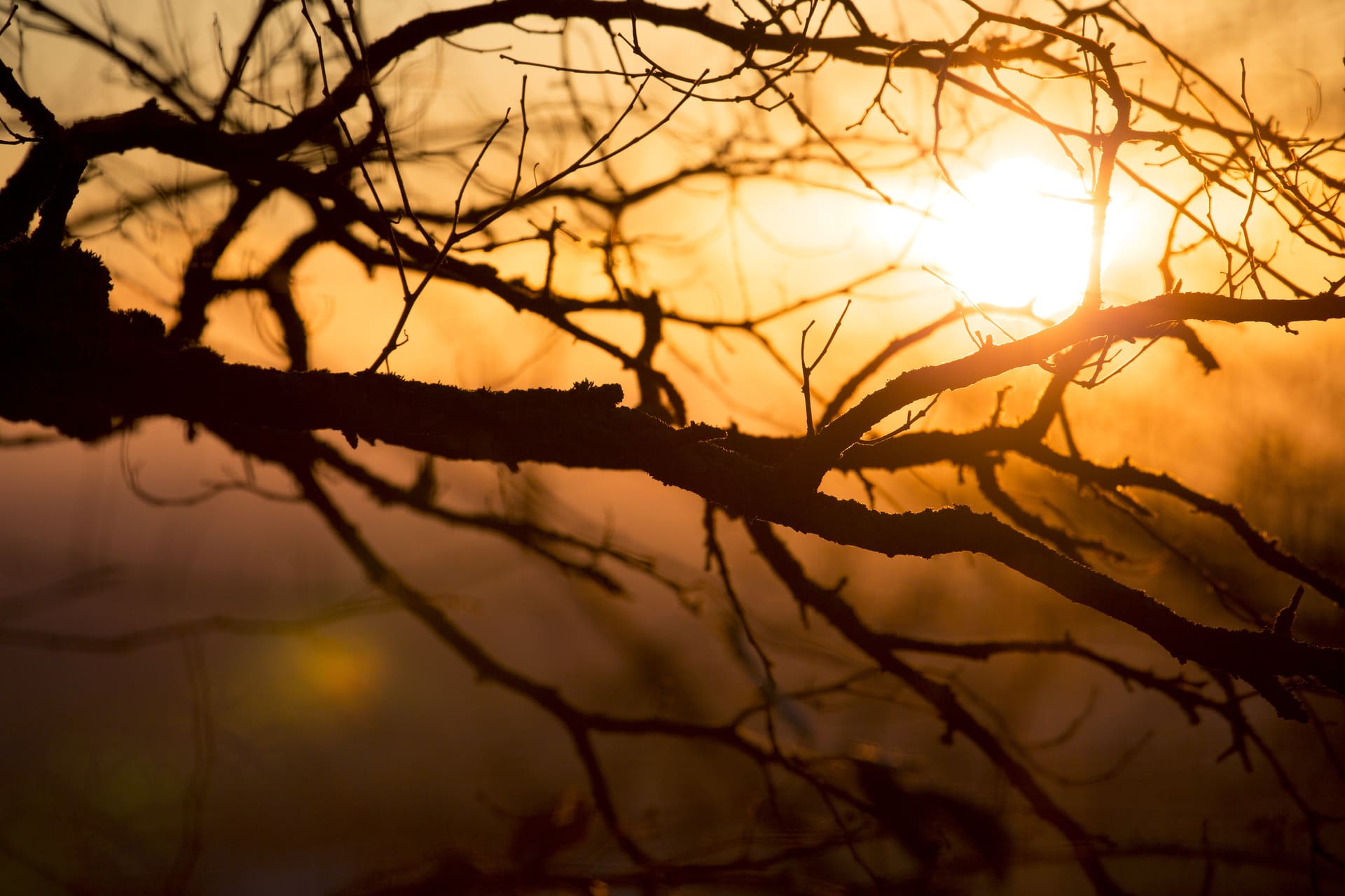 Ast eines Baumes im Sonnenuntergang