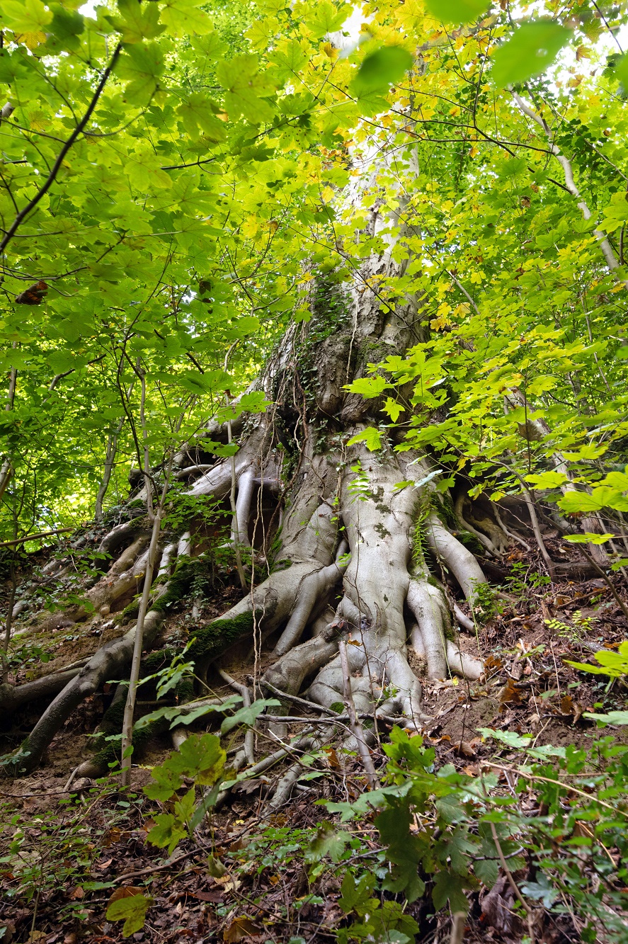 Besonderer Baum mit Wurzel über Lösskante