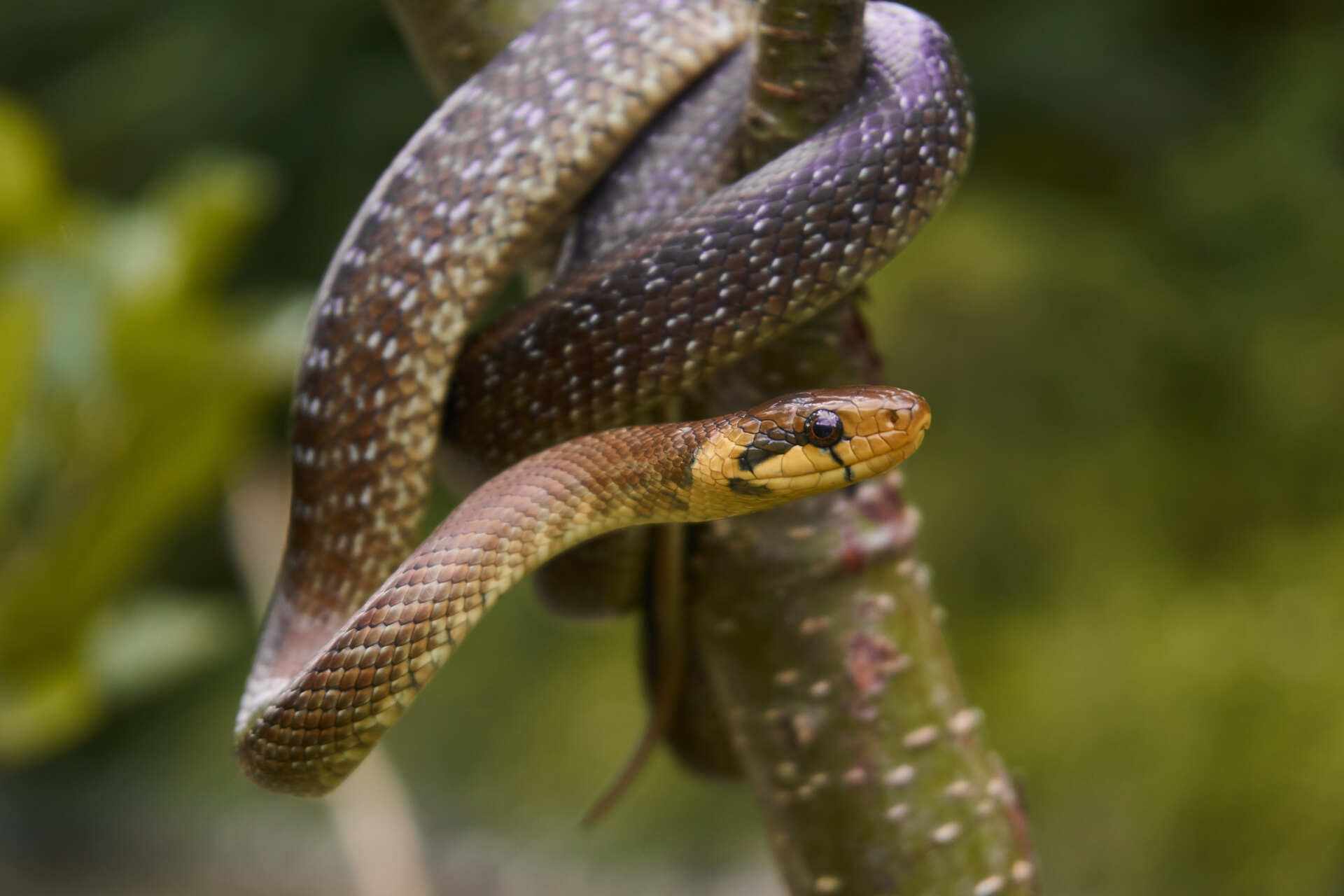 Äskulapnatter an einem Baum
