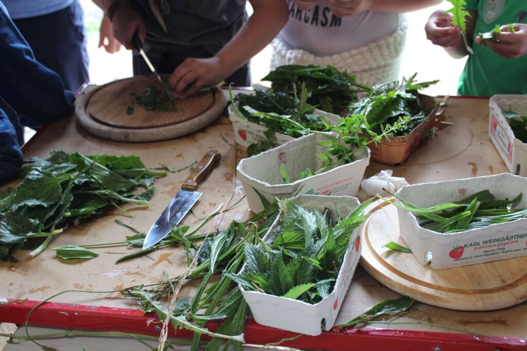 Kinder verarbeiten Wildkräuter