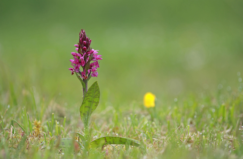 Knabenkraut auf Wiese
