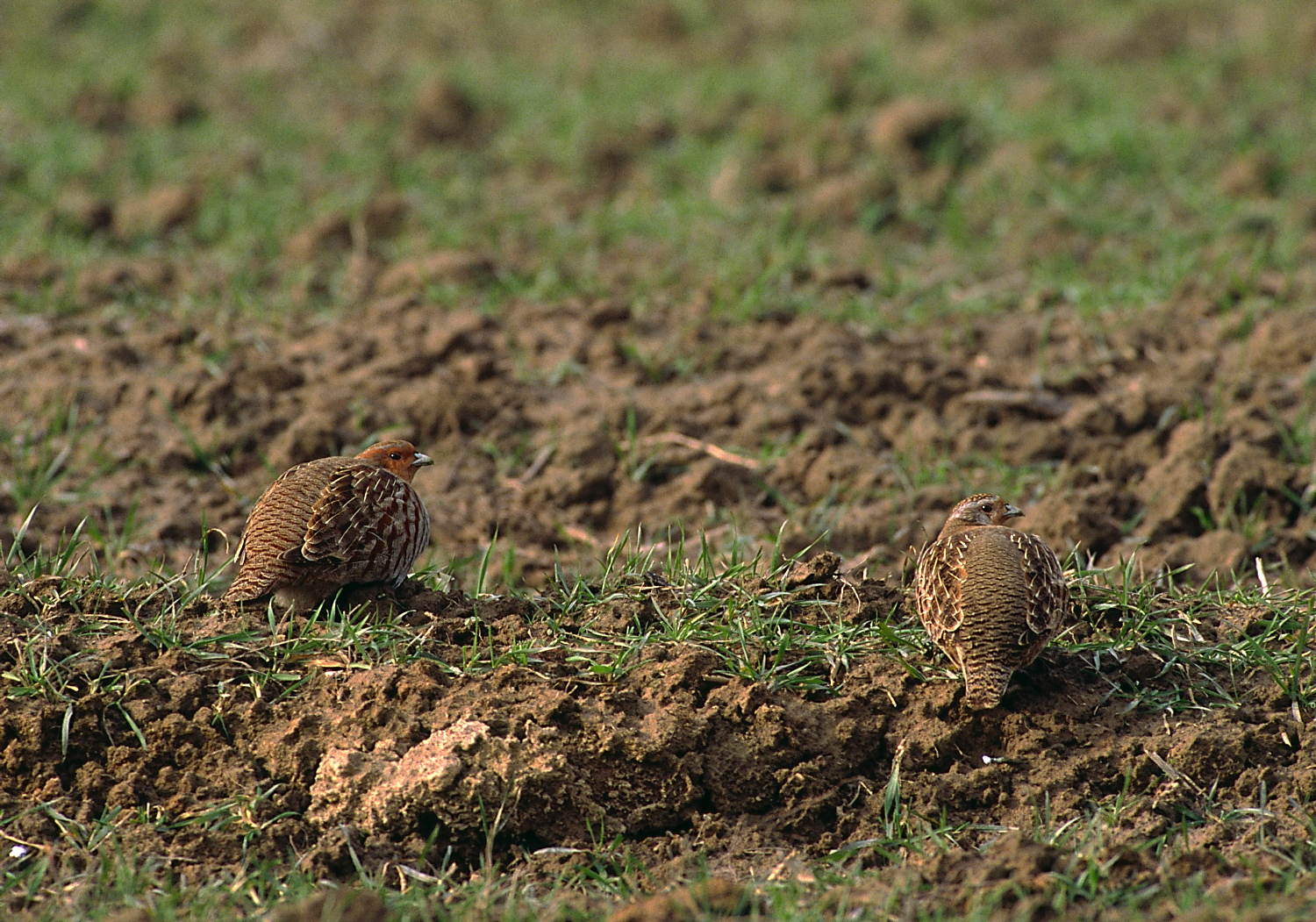 Rebhühner perfekt getarnt auf einem Feld