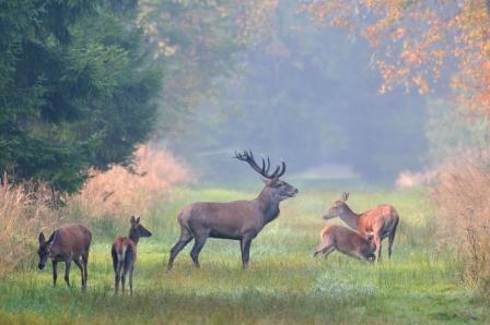 Rotwild im herbstlichen Schönbuch