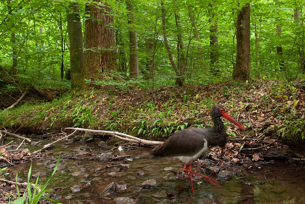 Schwarzstorch an einem Bach im Wald