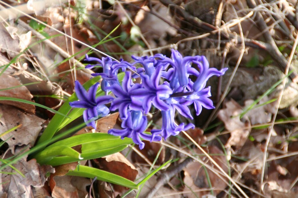 Lilablühende Waldhyazinte