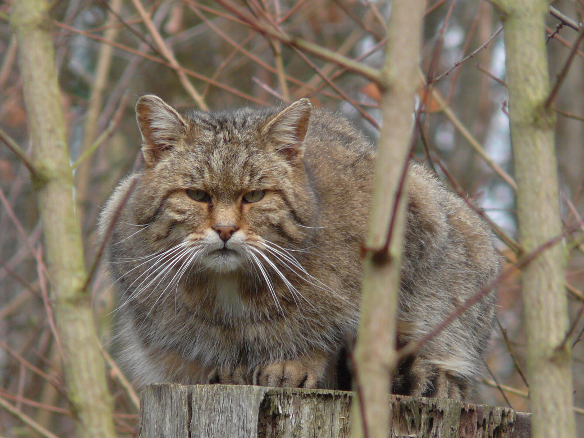 Wildkatze sitzt auf einem Baumstamm
