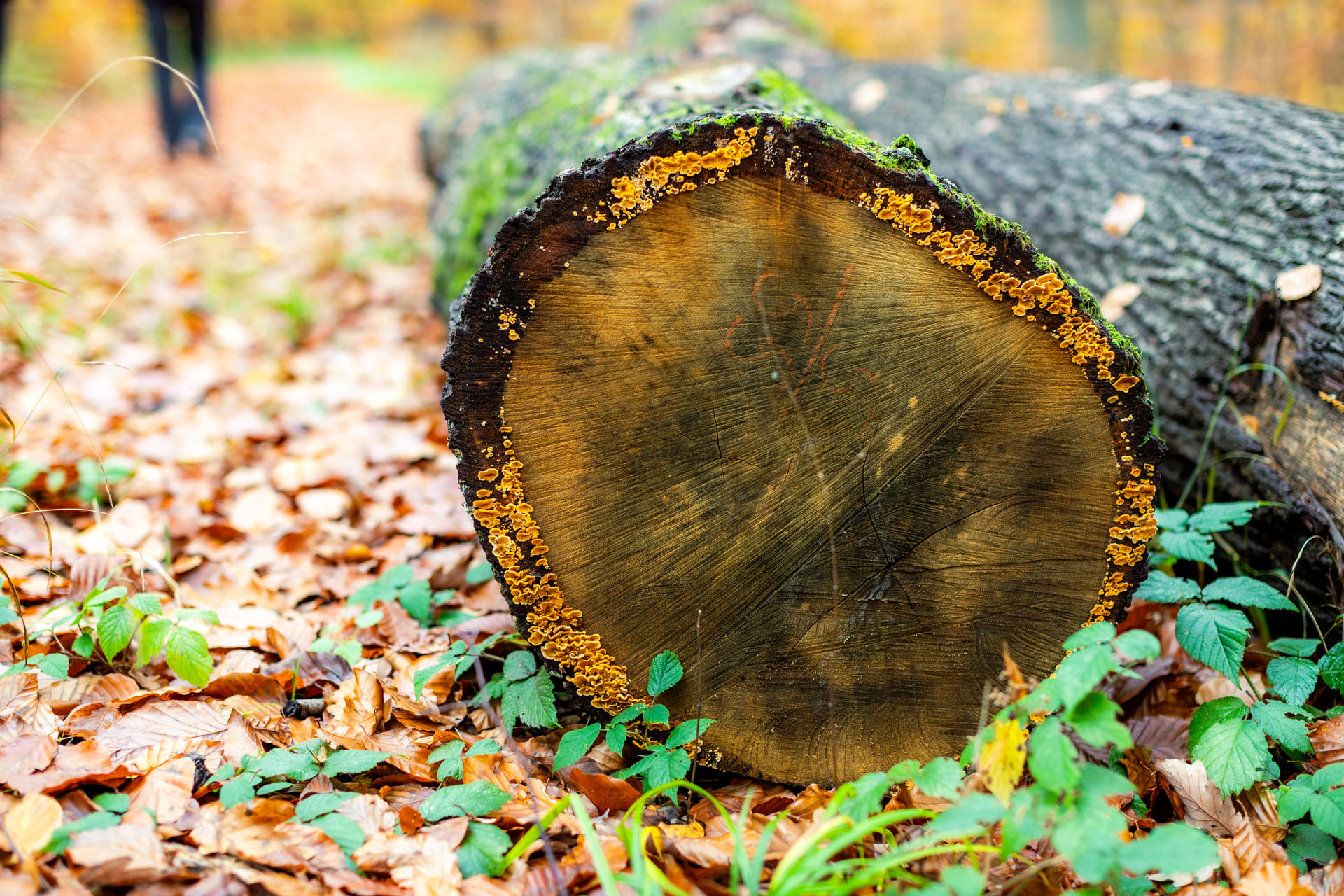 Holzstamm , Totholz im Wald