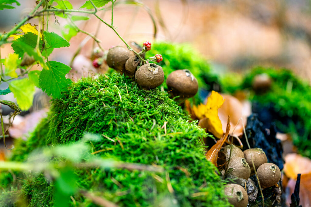 Nahaufnahme von Pilzen und Moos