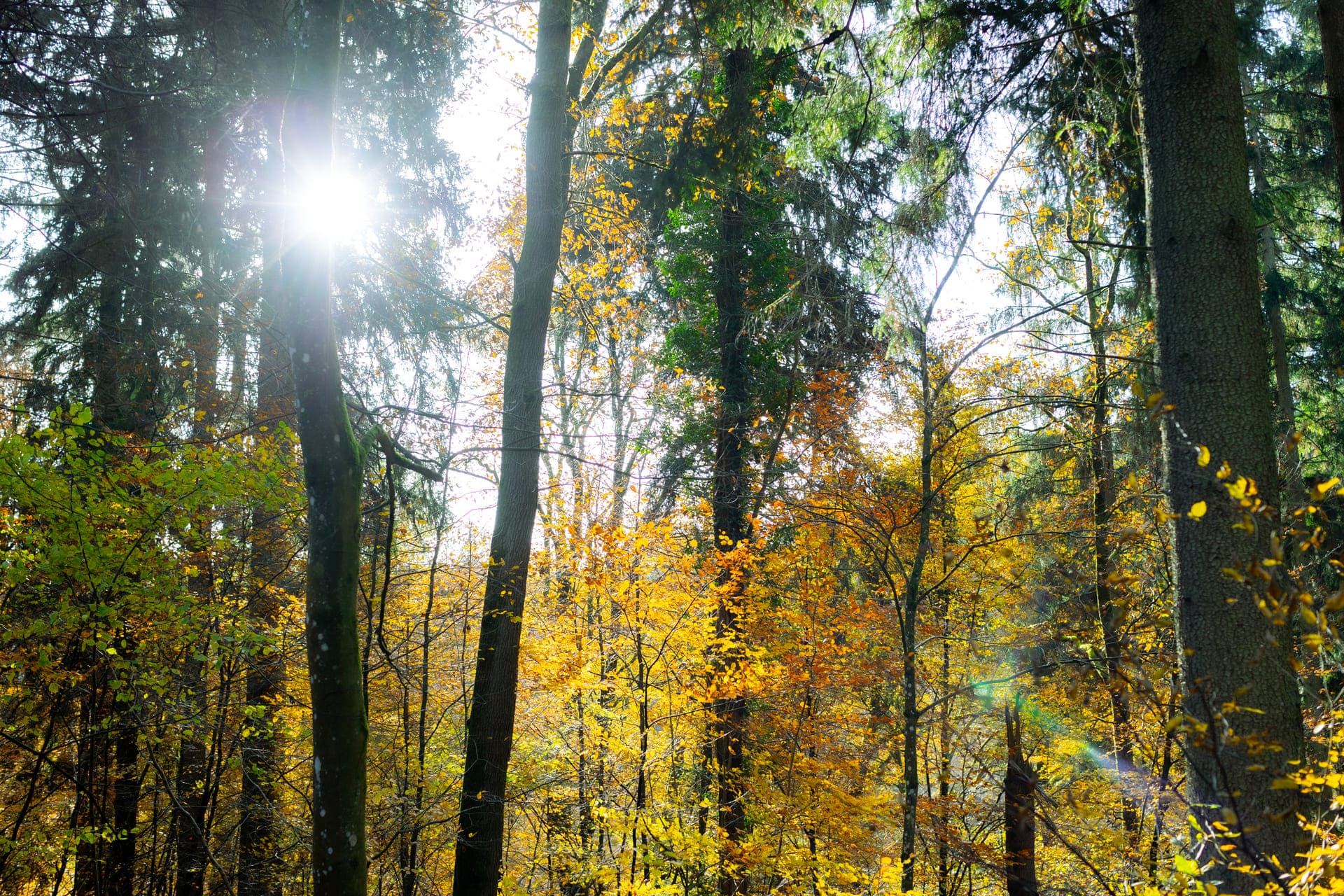 Herbstwald