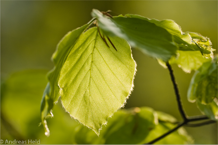 Nahaufnahme eines Buchenblatts
