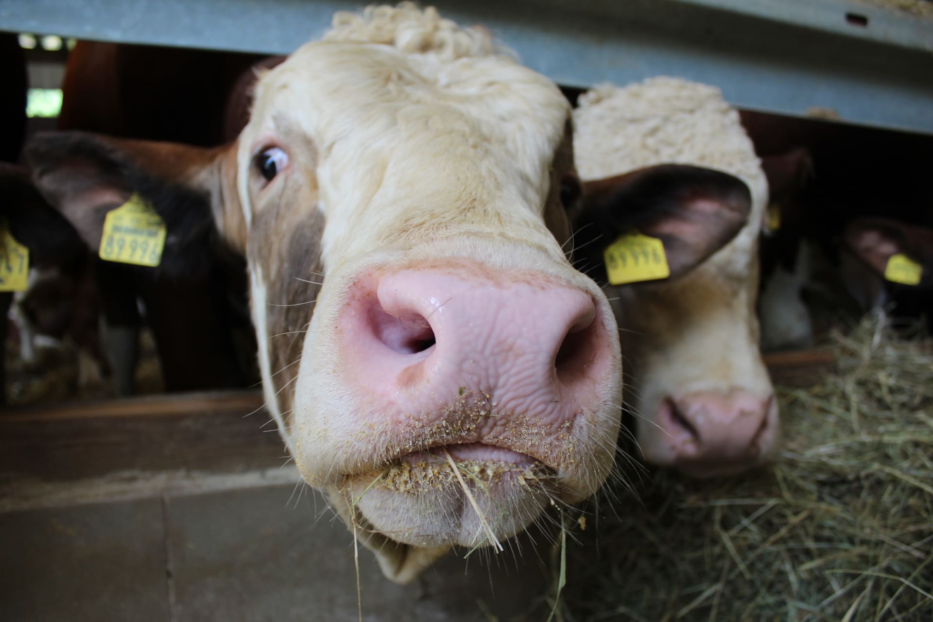 Nahaufnahme einer Kuh im Kuhstall