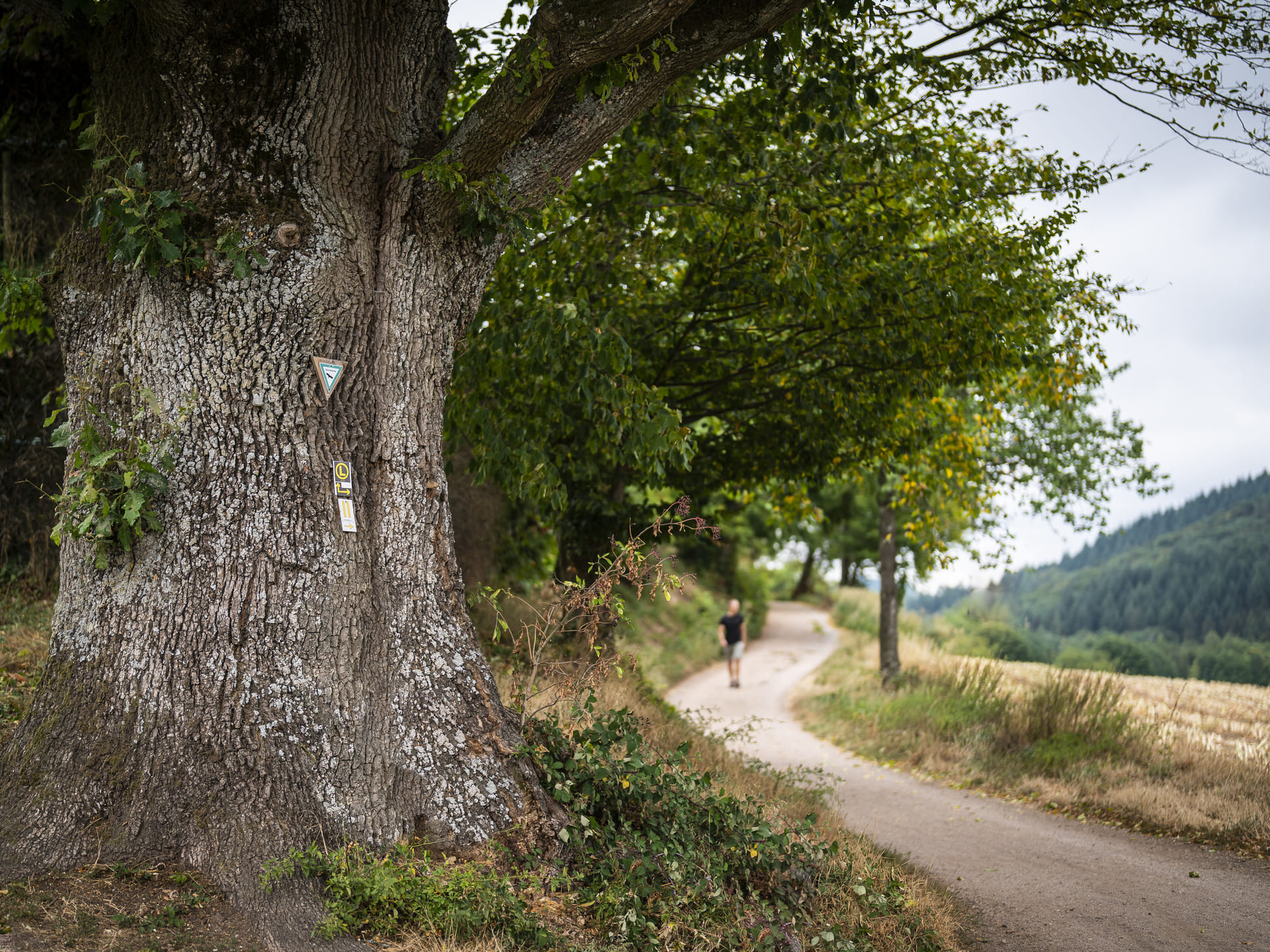 Wanderer auf Wanderweg, im Vordergrund ein Baum mit Wegemarkierung