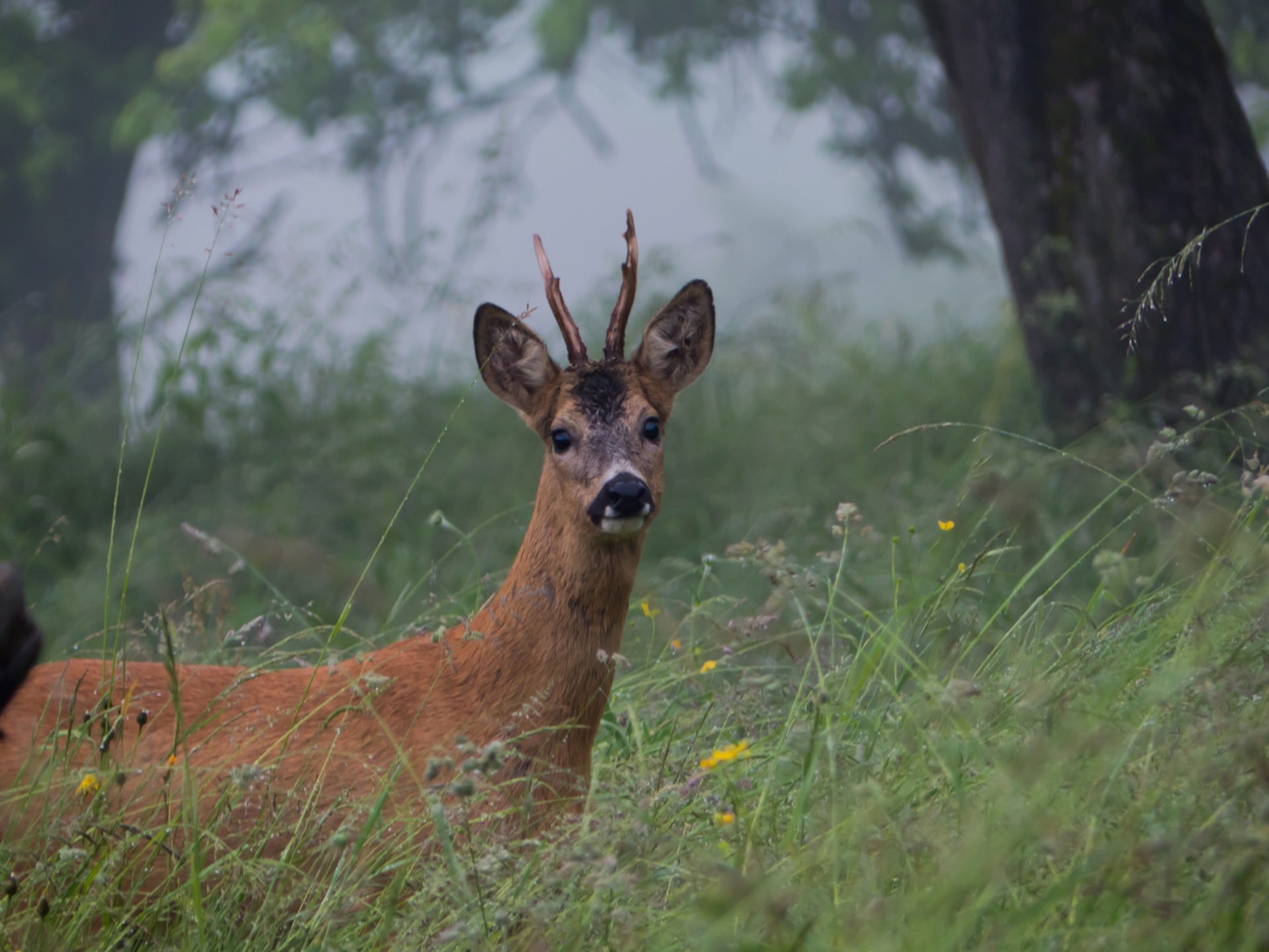 Rehbock auf Sommerwiese