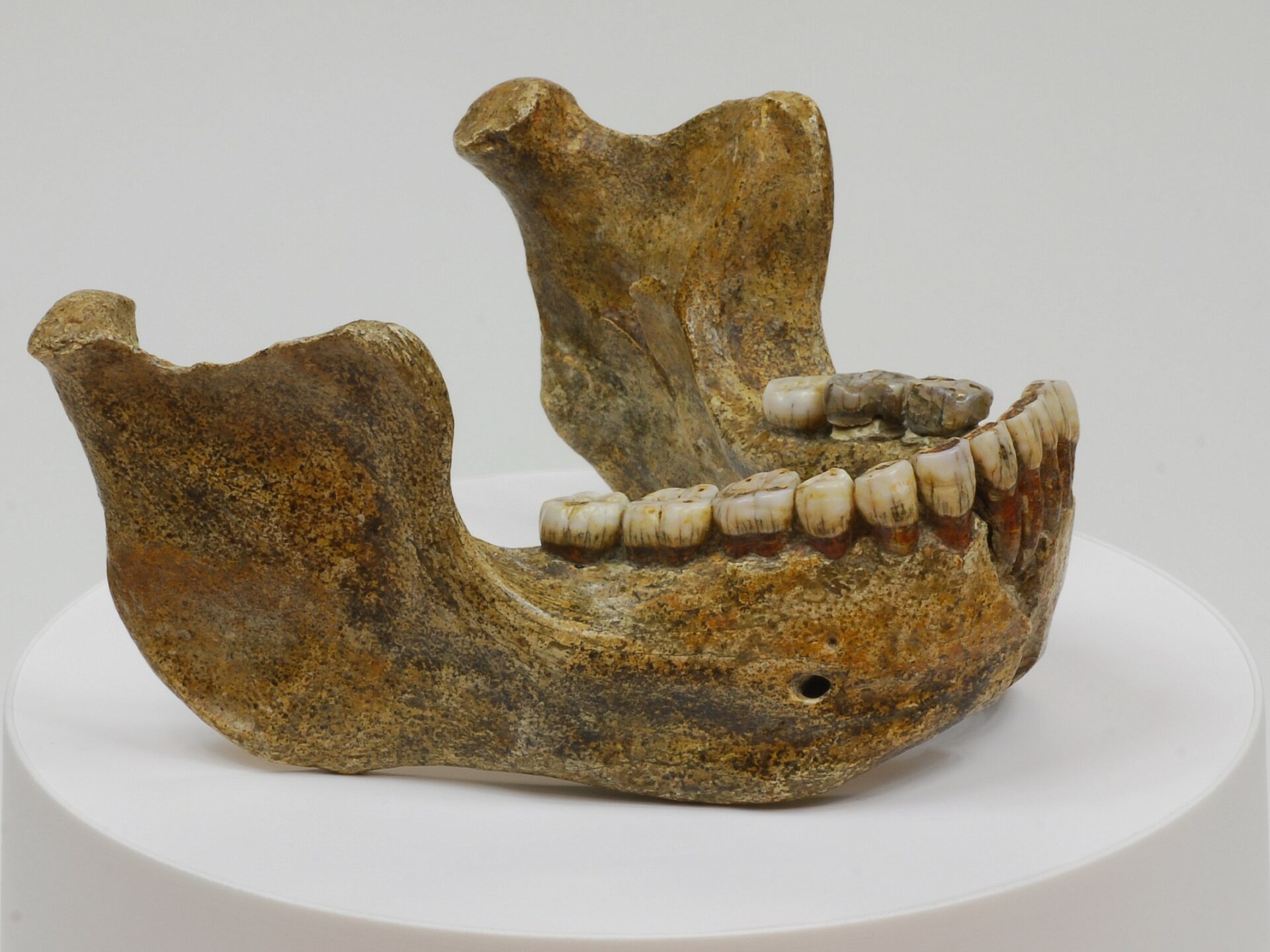 Kiefer des Homo Heidelbergensis